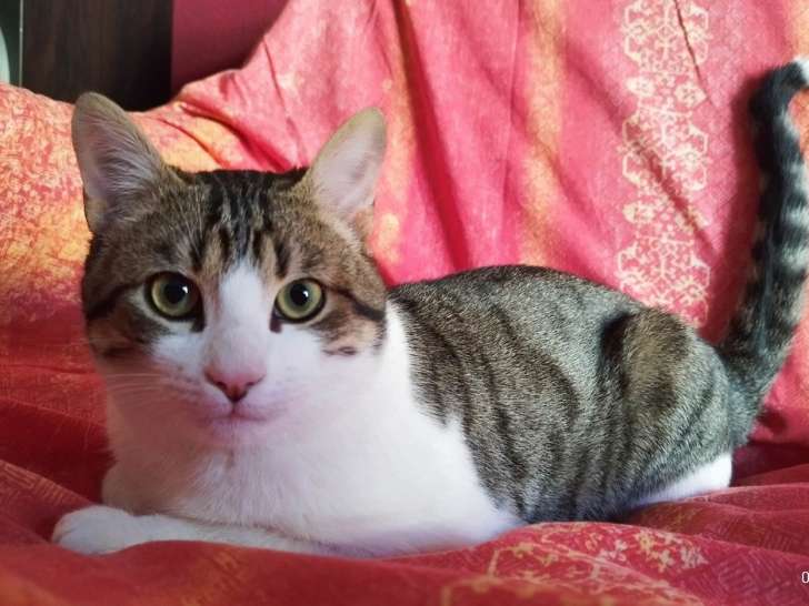 Chaton femelle à donner