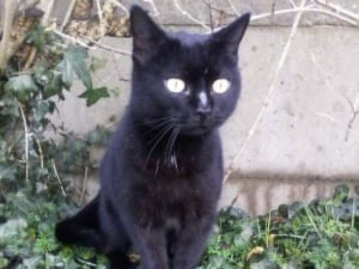 Chatte noire à adopter