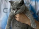 Chaton British Shorthair à réserver