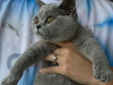 Chaton British Shorthair à réserver
