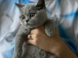 Chaton British Shorthair à réserver