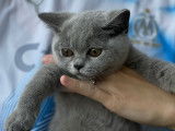 Chaton British Shorthair à réserver