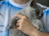 Chaton British Shorthair à réserver