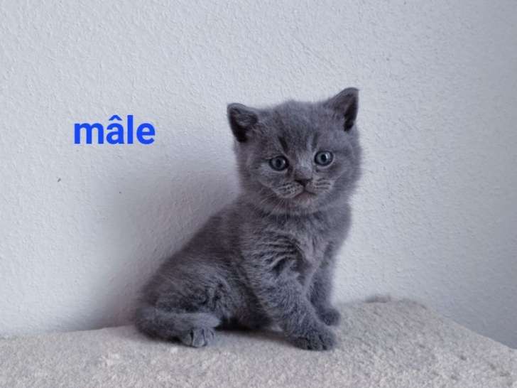 À réserver : 3 chatons British Shorthairs bleus LOOF