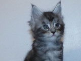 À réserver : des chatons Maine Coons LOOF
