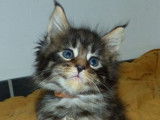 À réserver : des chatons Maine Coons LOOF