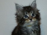 À réserver : des chatons Maine Coons LOOF