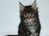 À réserver : des chatons Maine Coons LOOF