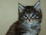 À réserver : des chatons Maine Coons LOOF