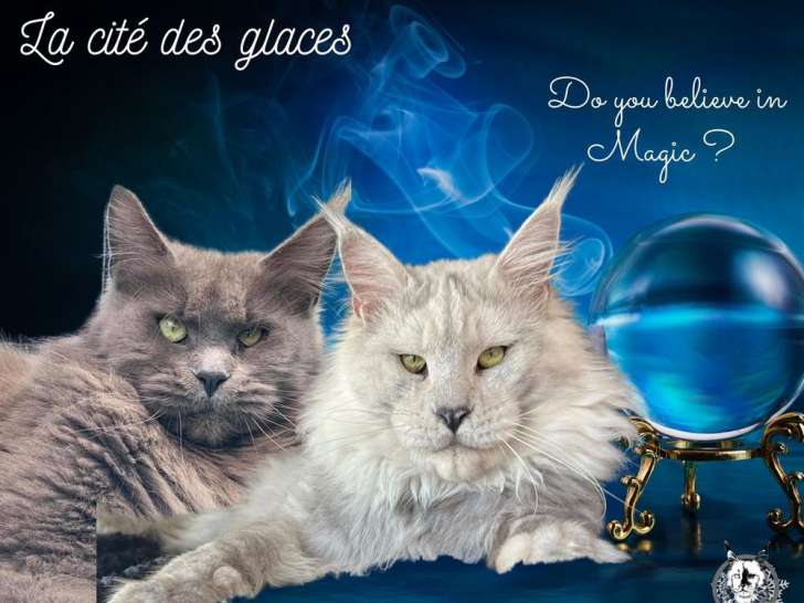 6 chatons Maine Coons bleu smoke LOOF à réserver