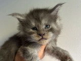 6 chatons Maine Coons bleu smoke LOOF à réserver