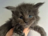 6 chatons Maine Coons bleu smoke LOOF à réserver