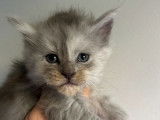 6 chatons Maine Coons bleu smoke LOOF à réserver