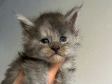 6 chatons Maine Coons bleu smoke LOOF à réserver