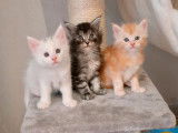 4 chatons Maine Coons LOOF à réserver
