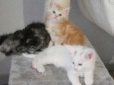4 chatons Maine Coons LOOF à réserver