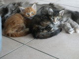 4 chatons Maine Coons LOOF à réserver