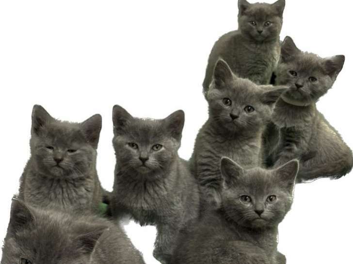 5 chatons Chartreux bleus LOOF à réserver