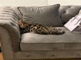 Mâle Bengal brown tabby spotted LOOF pour saillie
