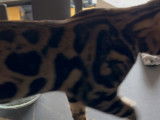 Mâle Bengal brown tabby spotted LOOF pour saillie