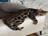 Mâle Bengal brown tabby spotted LOOF pour saillie