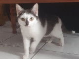 Chaton de 10 mois à adopter