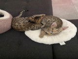Chatons Savannah F6 SBT