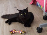 Chat noir d'un an &agrave; donner