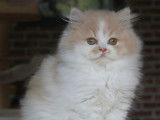 Chatons British Longhair à vendre