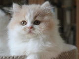 Chatons British Longhair à vendre