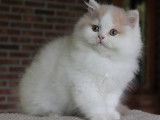 Chatons British Longhair à vendre