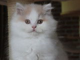 Chatons British Longhair à vendre