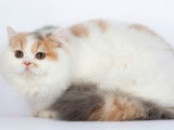 Chatons British Longhair à vendre