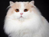 Chatons British Longhair à vendre
