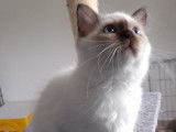 Femelle 3 mois