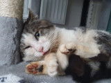 Chat de 2 ans à adopter