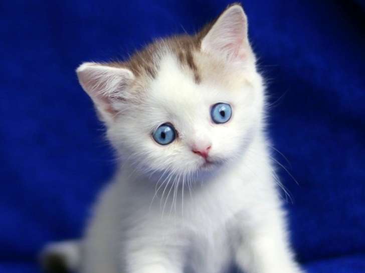 Male, blue eyes, chocolad arlekin