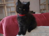 Chatons maine coon blues silver et black sylver blotched tabby