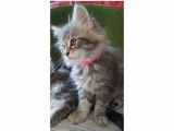 Chatons maine coon  blues silver et black sylver blotched tabby