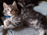 Chatons maine coon blues silver et black sylver blotched tabby