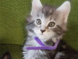 Chatons maine coon blues silver et black sylver blotched tabby