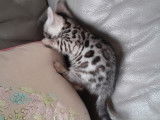 Chaton Bengal black silver LOOF à vendre