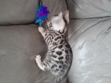 Chaton Bengal black silver LOOF à vendre
