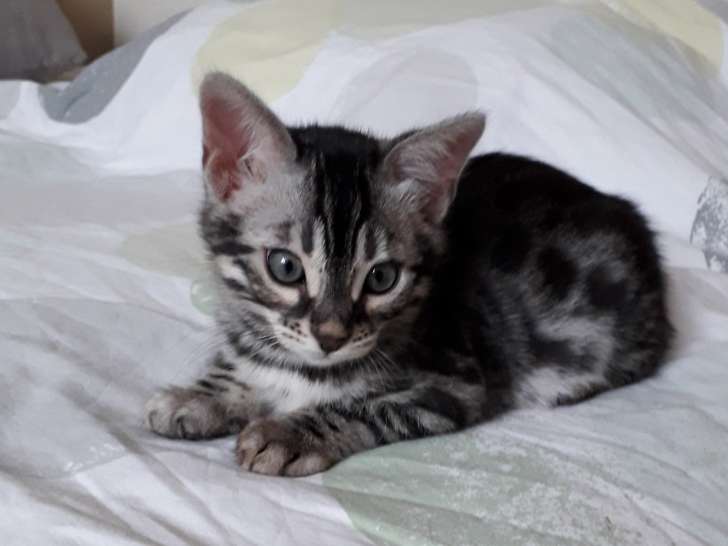 Chaton Bengal à réserver