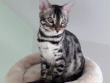 Chaton Bengal à réserver