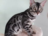 Chaton Bengal à réserver