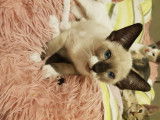 1 jeune chat Siamois Snow Shoe chocolat (rare) à vendre