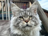 Chat Maine Coon black silver LOOF de 18 mois à vendre