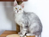 Chaton Maine Coon bleu silver ticked à vendre