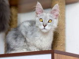 Chaton Maine Coon bleu silver ticked à vendre
